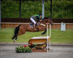 jumper De Coeur 5 (Oldenburg, 2007, from Diamond Hit)