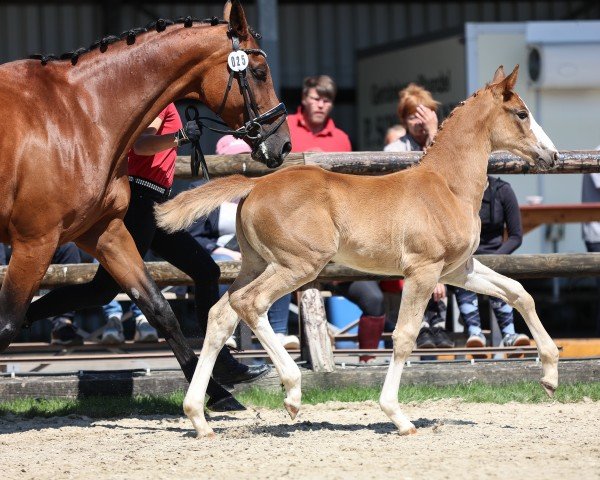 horse Gut Immings Oh la la (Westphalian, 2024, from Ogano Sitte)