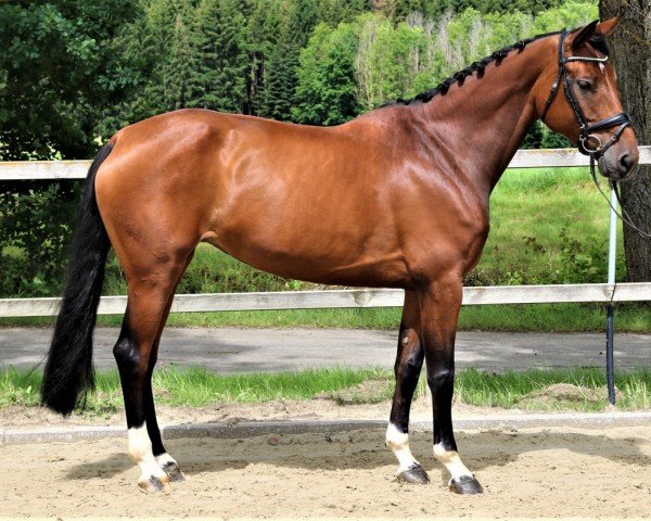 broodmare Guinea EB (Holsteiner, 2014, from Kannan)