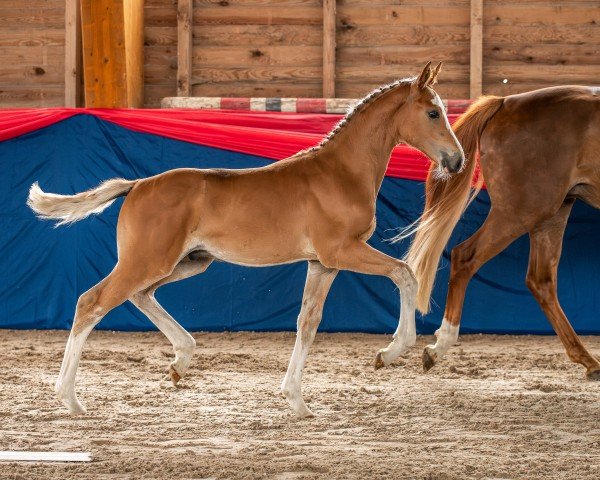 horse Ecki Eckbert (Oldenburg show jumper, 2024, from Esmeraldo FM)