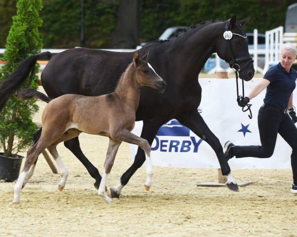 horse For little Joy AW (Westphalian, 2024, from Fanegro)