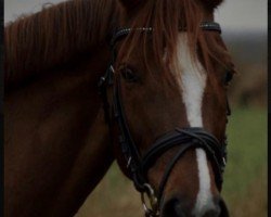 jumper Royal Adventure 7 (Pony without race description, 2011)