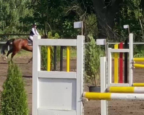 Reitturnier Phöben, Pappelhof 2024