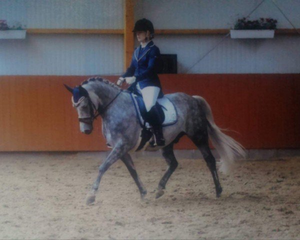 Dressurpferd Vukaschi (Deutsches Reitpony, 2009, von Veneciano) Dressurpferd Vukaschi (Deutsches Reitpony, 2009, von Veneciano)