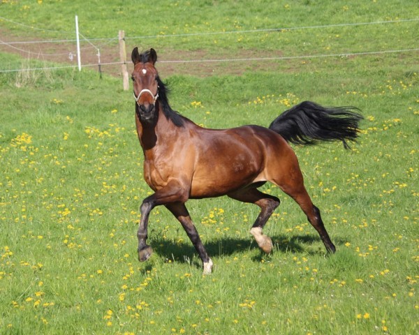 dressage horse Sir Lancelot 64 (Rhinelander, 2011, from Bordeaux 28)