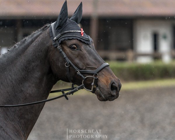 jumper Acampero (Westphalian, 2015, from All At Once)