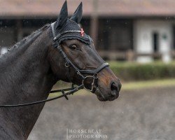 jumper Acampero (Westphalian, 2015, from All At Once)