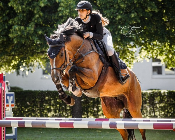broodmare Eternal Ella (Holsteiner, 2012, from Cachas) broodmare Eternal Ella (Holsteiner, 2012, from Cachas)