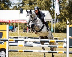 jumper Guido 77 (German Sport Horse, 2018, from Grandorado TN)