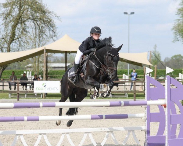 jumper Miss Fly High D (German Riding Pony, 2014, from Mc Fly High D)
