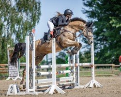 jumper Argonautus (Akhal-Teke, 2016, from Argo (Pachtakor))