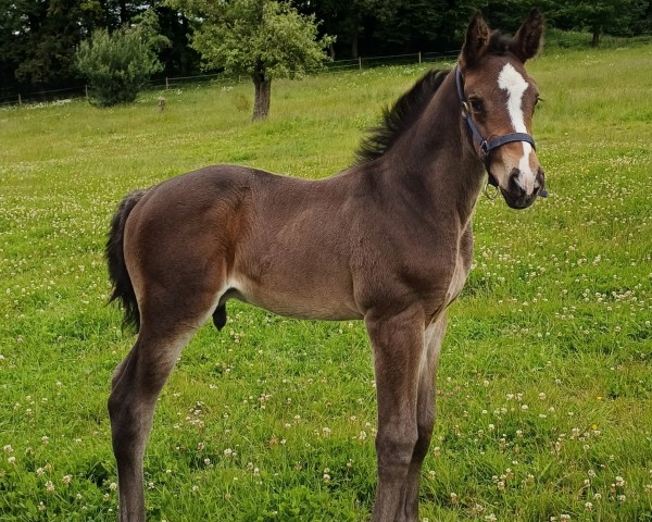 horse Rudi's Stolz (Zangersheide riding horse, 2024, from Rob Roy vd Bisschop)