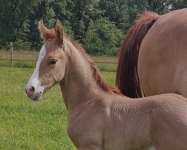 Pferd Opium du Valchêne (Deutsches Reitpony, 2024, von FS Next Diamond)