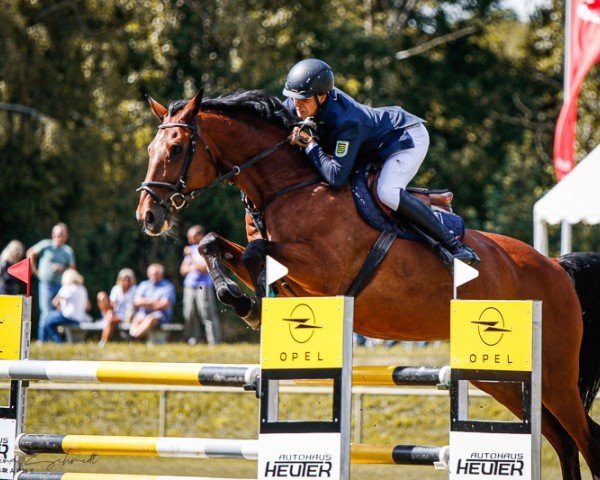 jumper Lesa (German Sport Horse, 2010, from Lewinski)