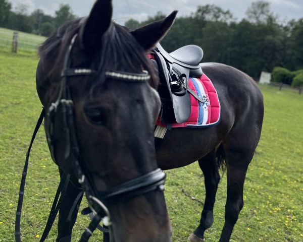 horse Dior TB (Westphalian, 2016, from Don Diarado)