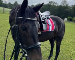 horse Dior TB (Westphalian, 2016, from Don Diarado)