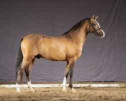 stallion Don Camillo (German Riding Pony, 2021, from Dancing Fox 2)
