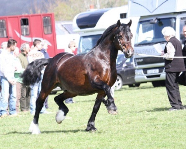 stallion Kallistalodge Hercules (Welsh-Cob (Sek. D), 2000, from Synod Reflection)