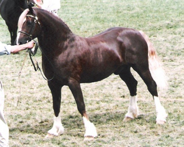 stallion Synod Rambo (Welsh-Cob (Sek. D), 1990, from Thorneyside The Boss) stallion Synod Rambo (Welsh-Cob (Sek. D), 1990, from Thorneyside The Boss)