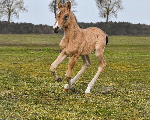 horse Pina Turner K (German Riding Pony, 2023, from Gold Garant)