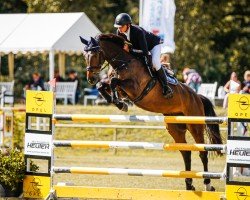 Springpferd Esteban (KWPN (Niederländisches Warmblut), 2009, von Clinton)