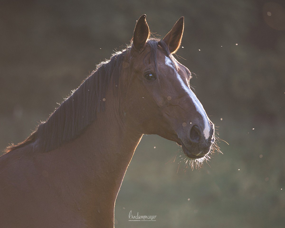 horse Let´s Go (Bavarian, 2011, from Don Diamond)