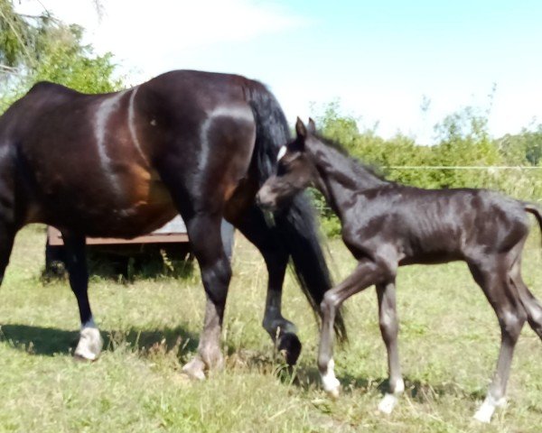 horse Rufio von Nimmerland (Welsh-Pony (Section B), 2023, from Roy)
