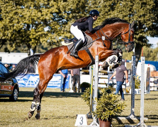 Springpferd Hitch 6 (KWPN (Niederländisches Warmblut), 2012, von Namelus R)