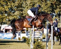 jumper Leonidas (German Sport Horse, 2011, from Lewinski)