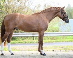 stallion Dorfkind (German Riding Pony, 2021, from Dallmayr K)