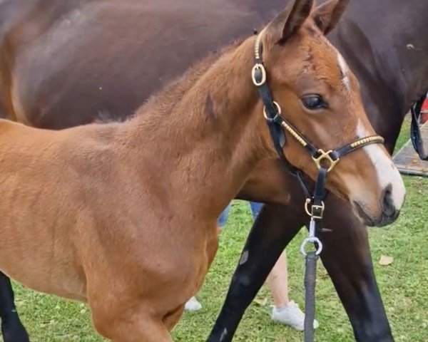 horse Catano (German Sport Horse, 2024, from Cashmere)