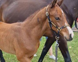 horse Catano (German Sport Horse, 2024, from Cashmere)