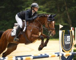 jumper Mc Flurry v/d Broekkant (Belgian Warmblood, 2012, from Numero Uno)
