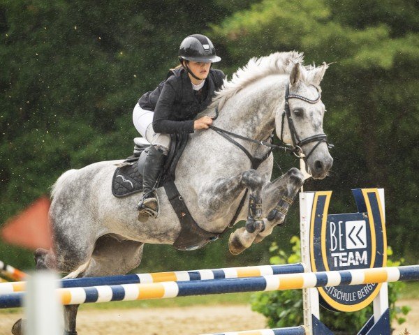 jumper D'Incanto (Swiss Warmblood, 2012, from Thorgal de Kezeg)