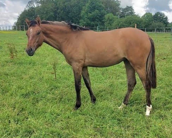 Pferd Narcotica du Valchêne (Französisches Pony, 2023, von Usandro Tilia Derlenn)