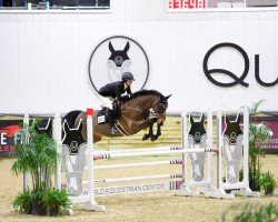 jumper Capone 35 (Holsteiner, 2010, from Candiro 4)