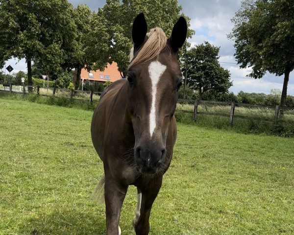 horse Dancer's Dejavu (German Riding Pony, 2016, from Dreidimensional AT NRW)