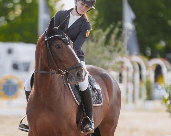 dressage horse MED- Lissy (Hanoverian, 2016, from Lissaro)