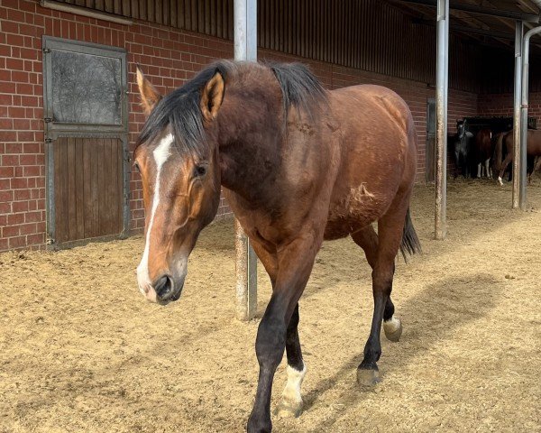 horse Carrick (Oldenburg show jumper, 2022, from Carridam)