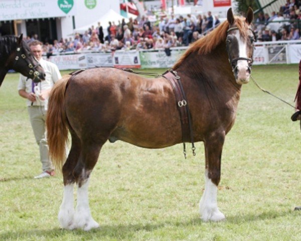 Cheval Glanvyrnwy Temptation (Welsh-Cob (Sec. D),  , de Glanvyrnwy Flying King)