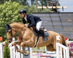jumper Talou B Z (Zangersheide riding horse, 2020, from Taloubet Z)
