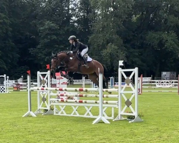 Springpferd Quidalina (Zangersheide Reitpferd, 2017, von Quidam de Revel)