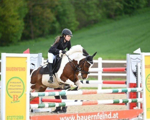 Springpferd Danny Boy 2 (Tschechisches Warmblut, 2011)