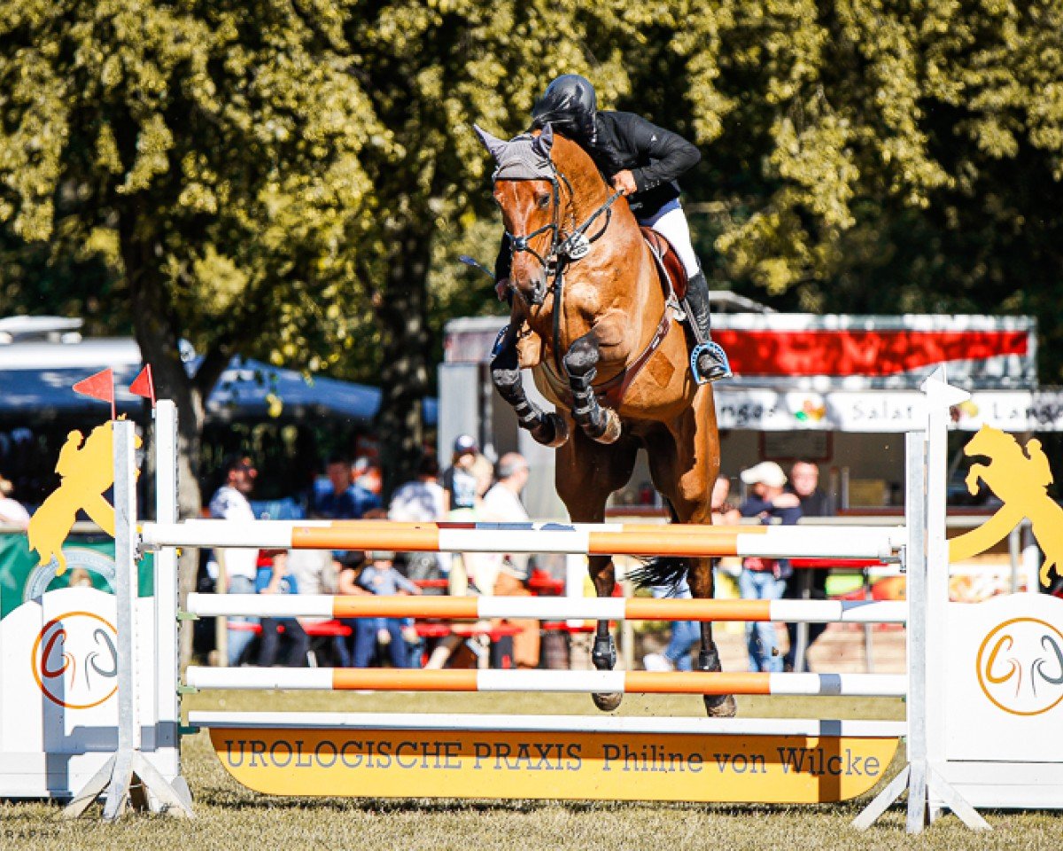 jumper Crescendo L (Westphalian, 2016, from Congress)