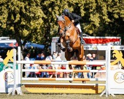 jumper Crescendo L (Westphalian, 2016, from Congress)