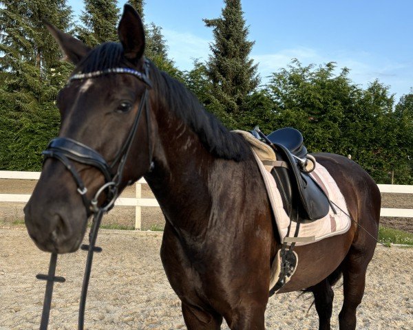 horse Willi (Hanoverian, 2020, from Weltjunge)