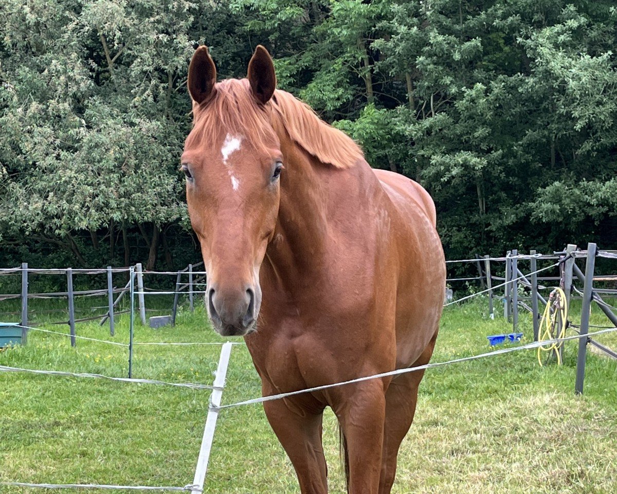 Pferd Scotch (Hannoveraner, 2019, von Sarotti Mocca-Sahne)