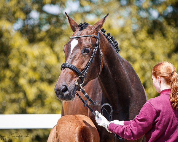 broodmare Pandora's Q (KWPN (Royal Dutch Sporthorse), 2020, from Conthargos)