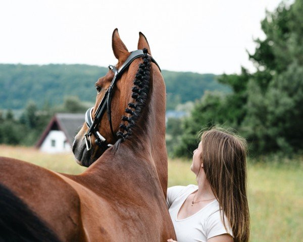 jumper Celony D (KWPN (Royal Dutch Sporthorse), 2007, from Patijn)