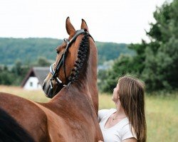 jumper Celony D (KWPN (Royal Dutch Sporthorse), 2007, from Patijn)
